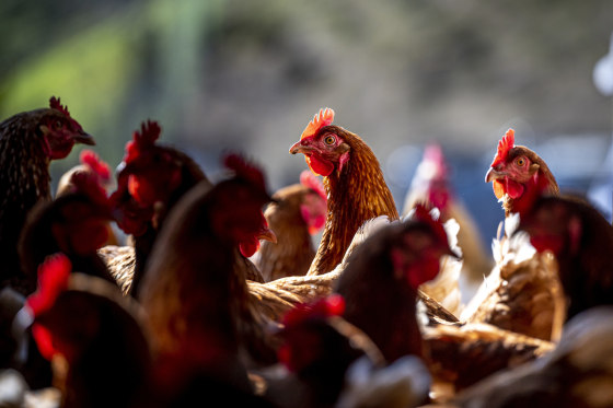 A Poultry Egg Farm