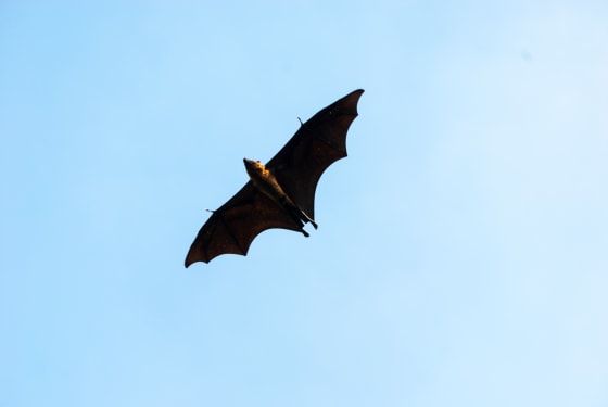 Fruit bat in flight