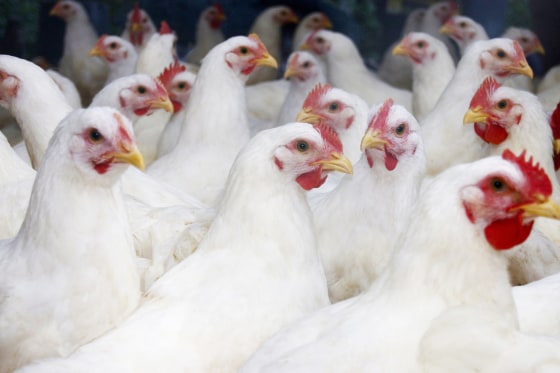 Flock of white broiler chickens