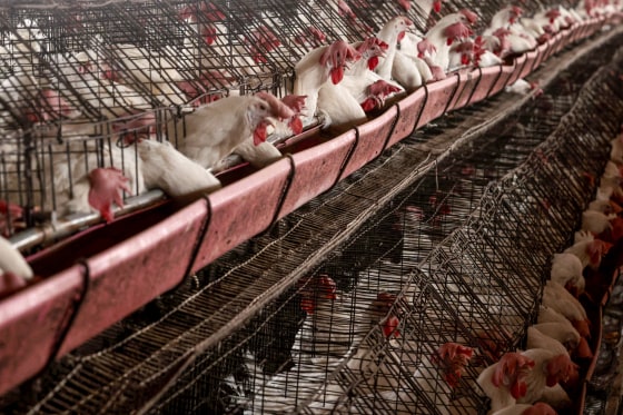 Chickens at a poultry farm.