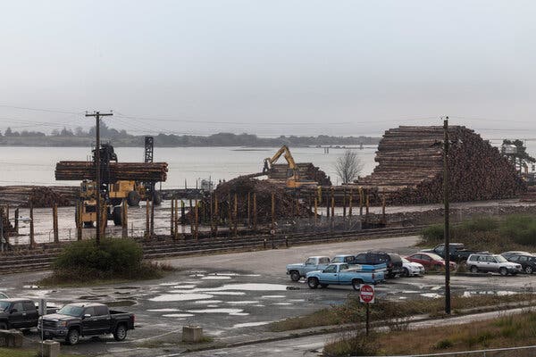 Large piles of logs and cranes lifting bundles of logs on the shore of a body of water, next to a partly filled parking lot.