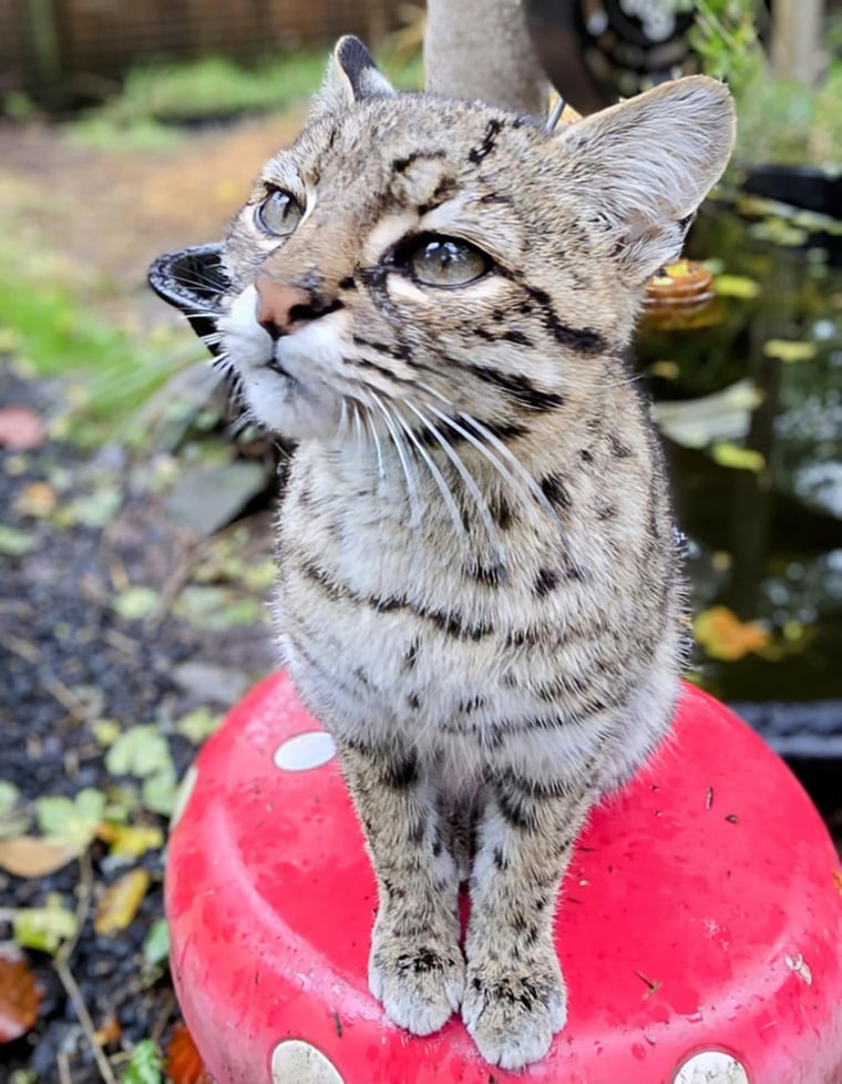 Mouse, a Geoffroy's cat, died after contracting bird flu at the Wild Felid Advocacy Center of Washington in Shelton.