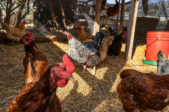 250217-chickens-mb-1454-6dcdb5-1 Chickens roam around a coop